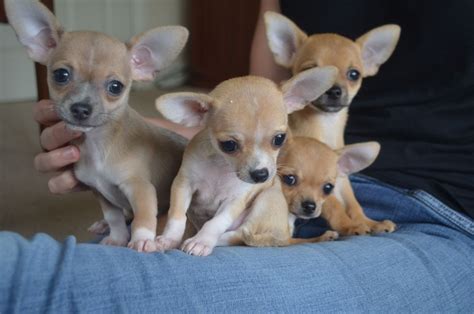 chihuahua puppies georgia